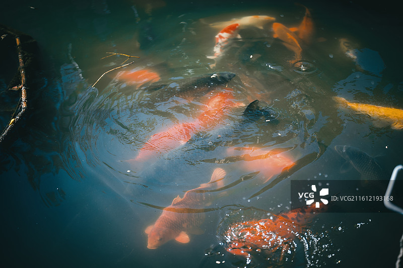 西湖 三潭印月 湖水 鱼 文明 旅行图片素材