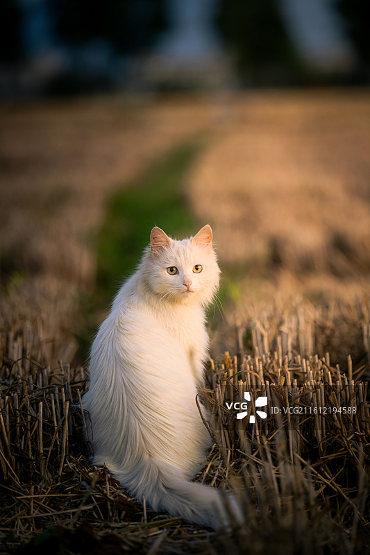 猫猫麦地回眸一笑图片素材