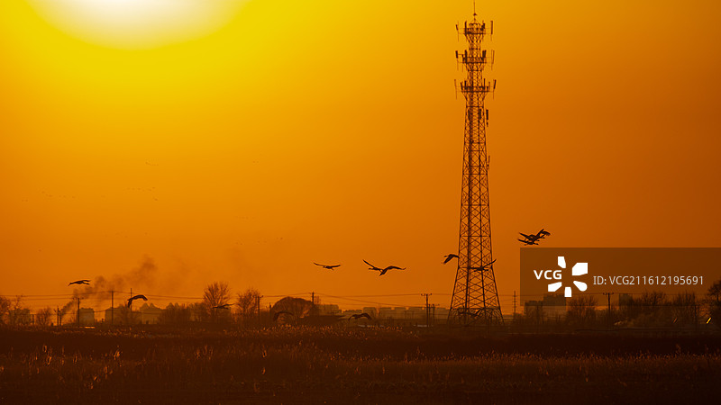 锦州灰鹤图片素材