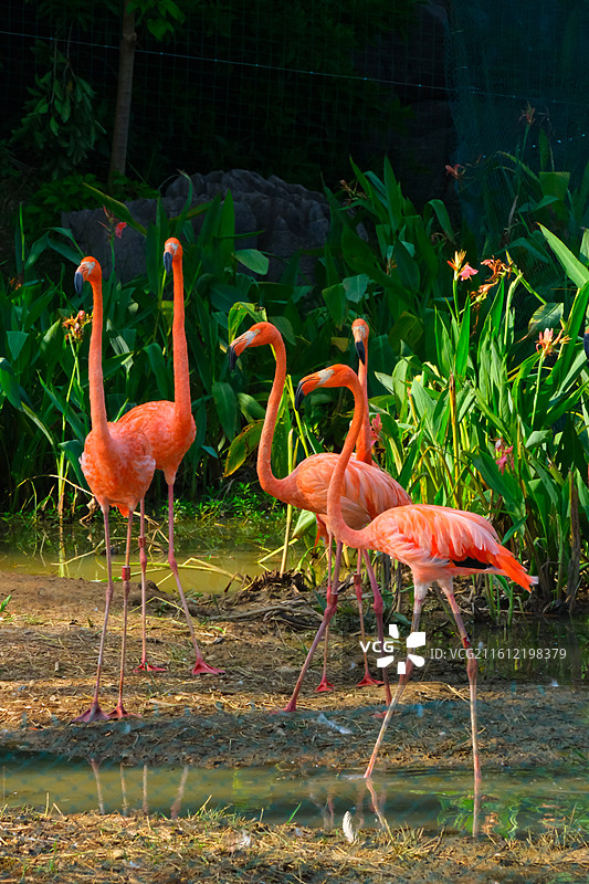 火烈鸟图片素材