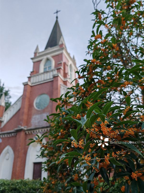 植物对建筑物的低角度视图，桂花，天主教堂图片素材
