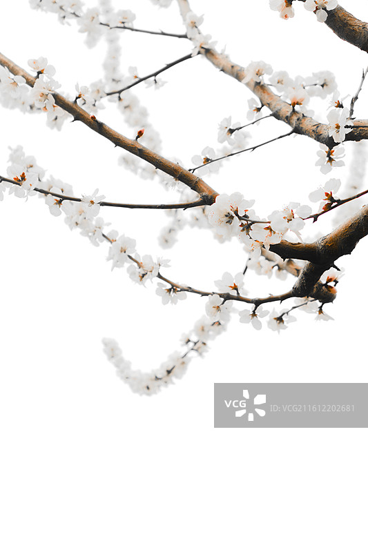 杏花白图片素材