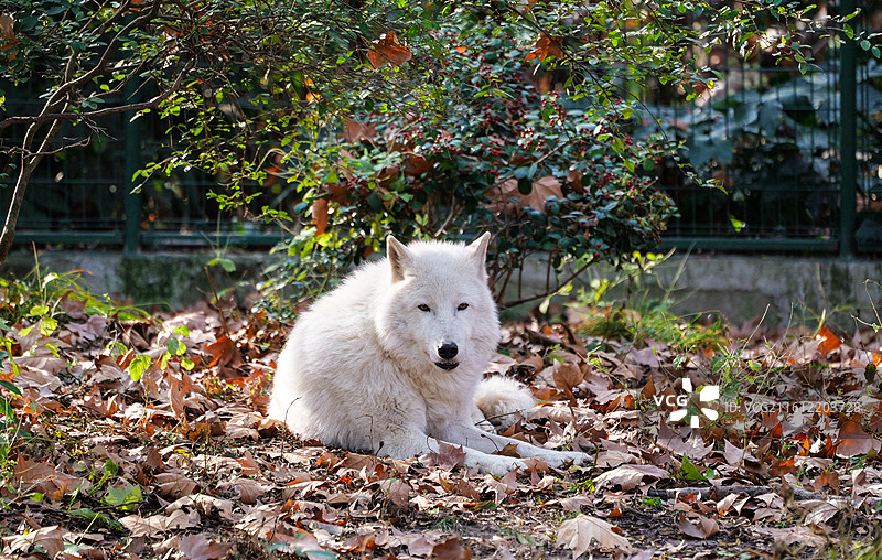 落叶与白狼图片素材
