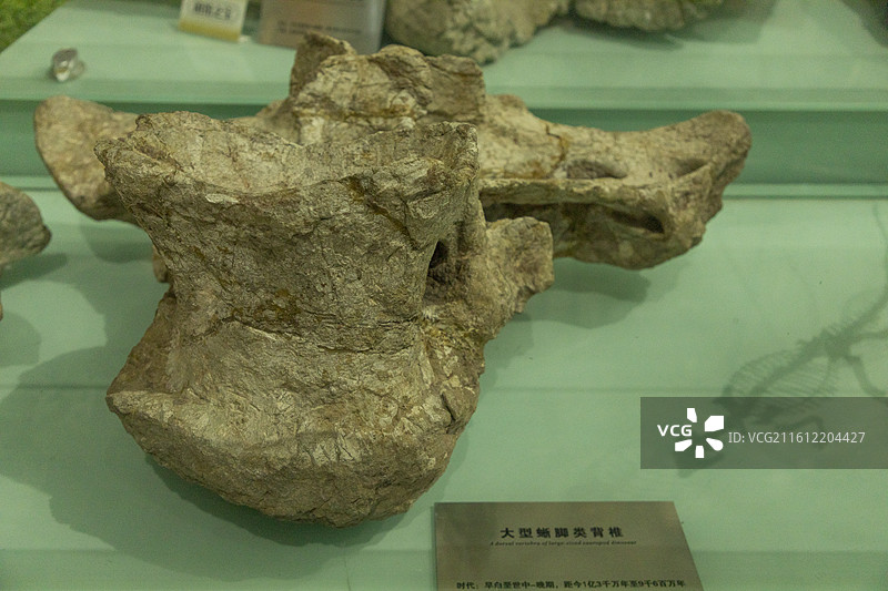 河南自然博物馆，大型蜥脚类背椎图片素材