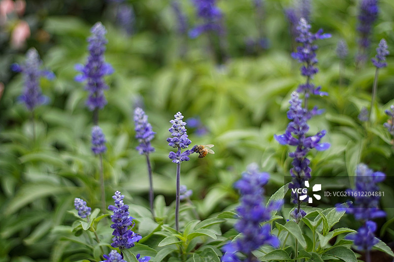 紫花植物野外特写图片素材