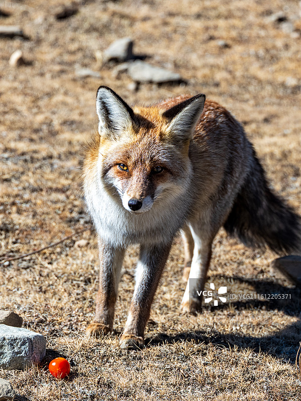 甘孜塔公草原的狐狸图片素材