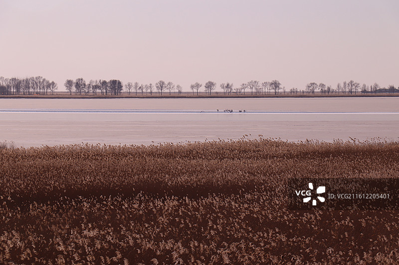 齐齐哈尔扎龙自然保护区冬季芦苇荡的丹顶鹤图片素材