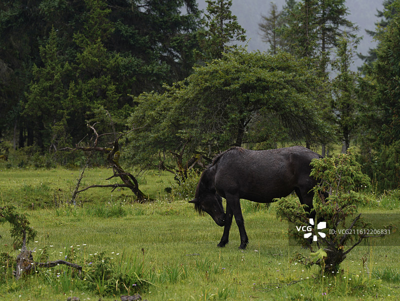 西藏草地上的马图片素材