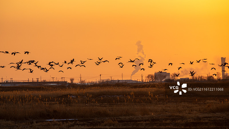 锦州灰鹤图片素材
