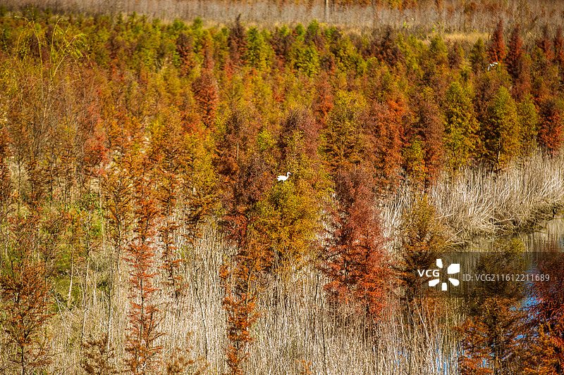 中国云南省昆明市秋天景观图片素材