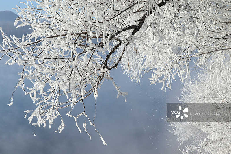 吉林阿什小雾凇岛奇观：阳光下的雾凇飘落图片素材