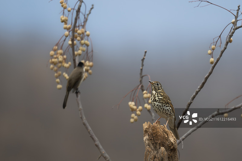 宝兴歌鸫 - 中国特有鸟类图片素材