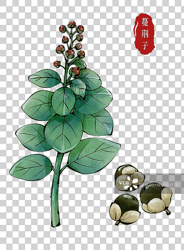 古代中医名医元素-中药材蔓荆子图片素材
