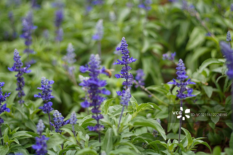 紫花植物野外特写图片素材
