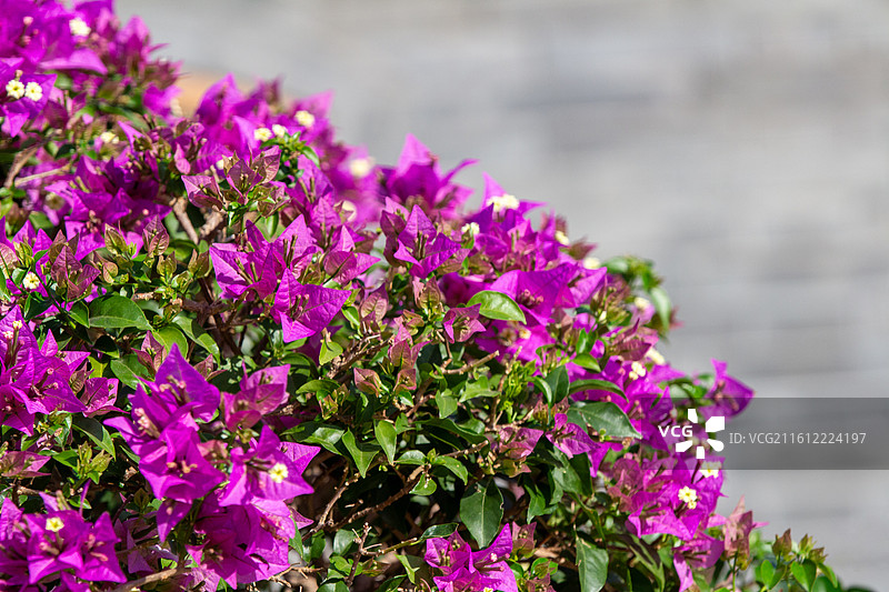 颐和园盛开的紫色三角梅图片素材