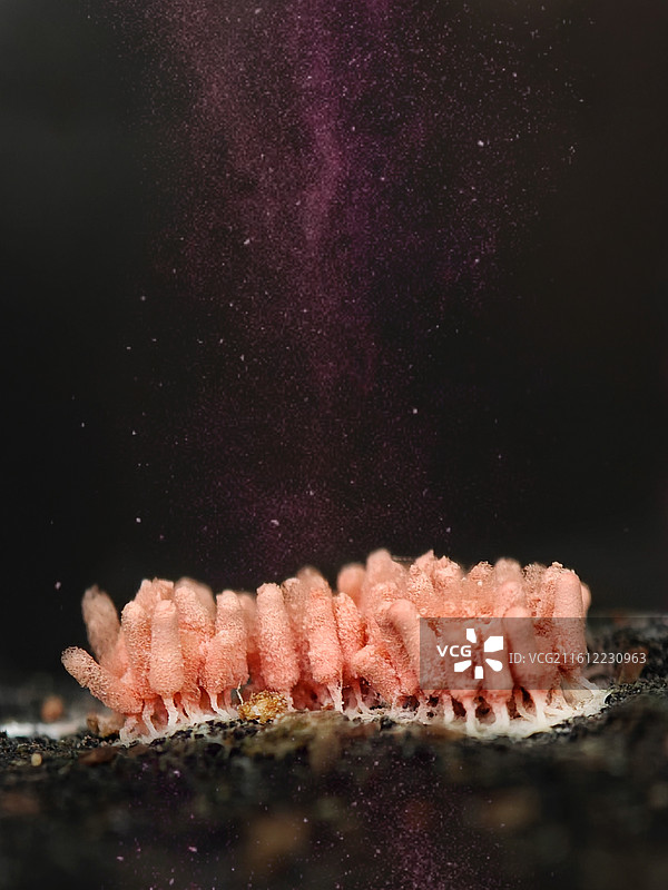 梦幻微世界~毫米大的黏菌图片素材