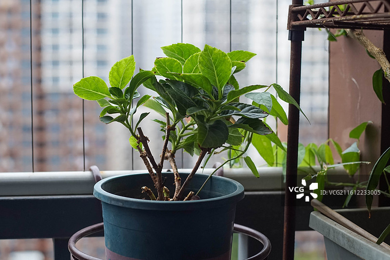 窗台盆栽特写图片素材