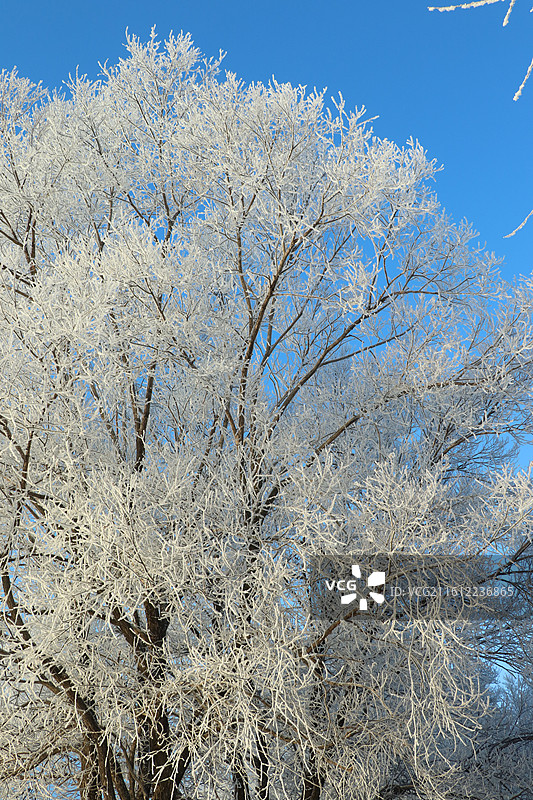 吉林阿什小雾凇岛奇观：日出时金光照耀雾凇雪图片素材