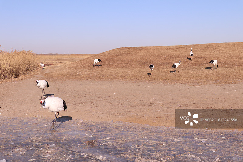 齐齐哈尔扎龙自然保护区冬季的一群丹顶鹤-中国雪地丹顶鹤生态摄影图片素材