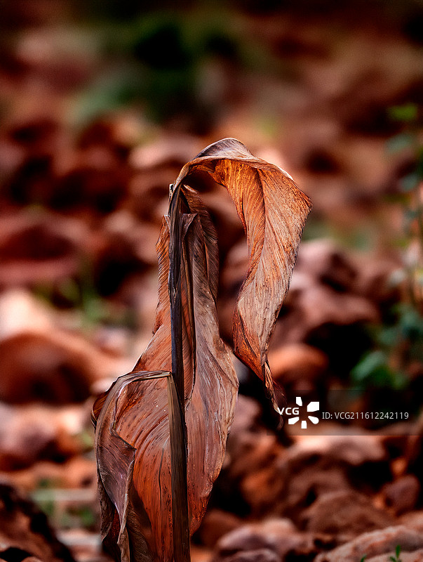 一片枯萎的虞美人叶子直立于秋季林地，色调温暖，背景虚化，呈现静谧而略带孤独的自然意境图片素材