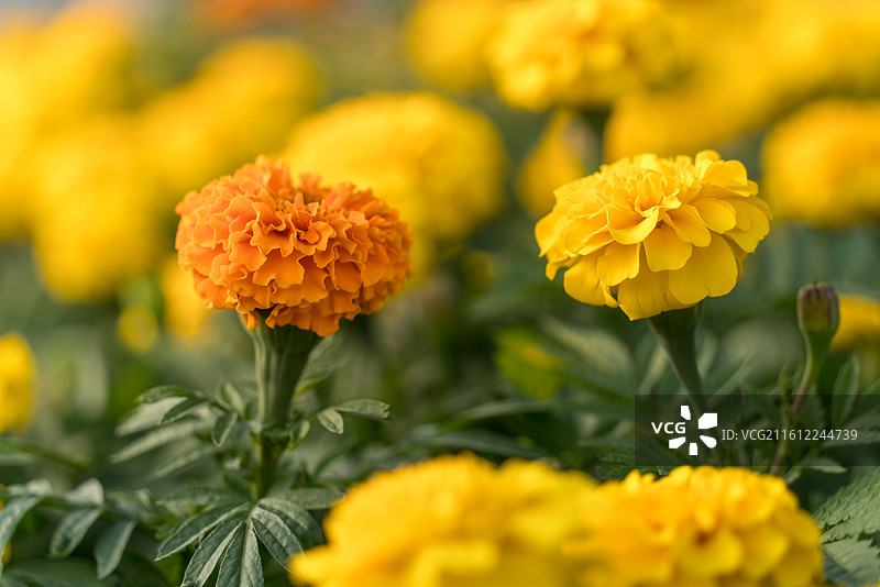 户外盛开的万寿菊花田图片素材