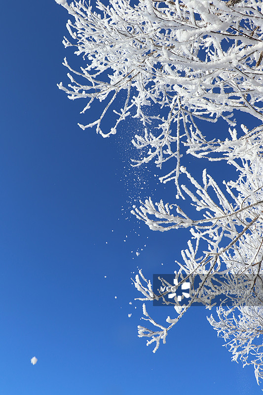 吉林阿什小雾凇岛奇观：阳光下的雾凇飘落图片素材