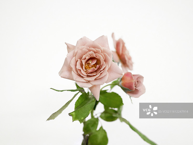 浅粉色玫瑰静物：清新柔和白底背景下的盛放花束图片素材