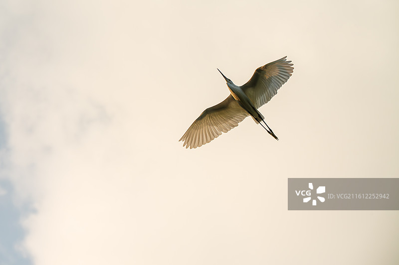 白鹭张开翅膀俯瞰晴空的低角度鸟瞰图图片素材