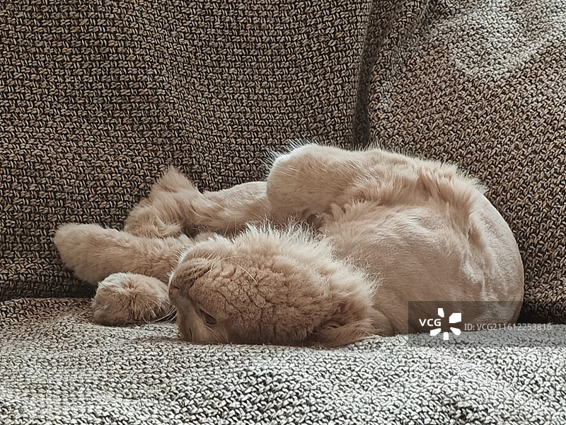 躺卧在沙发上的乳白高地英国长毛猫舒适圈图片素材
