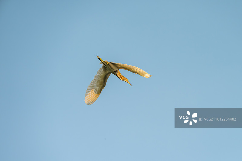 白鹭张开翅膀俯瞰晴空的低角度鸟瞰图图片素材