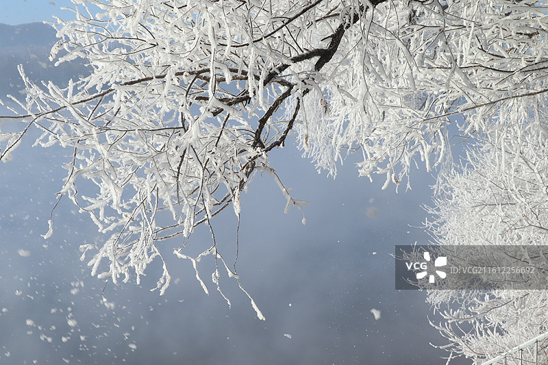 吉林阿什小雾凇岛奇观：阳光下的雾凇飘落图片素材