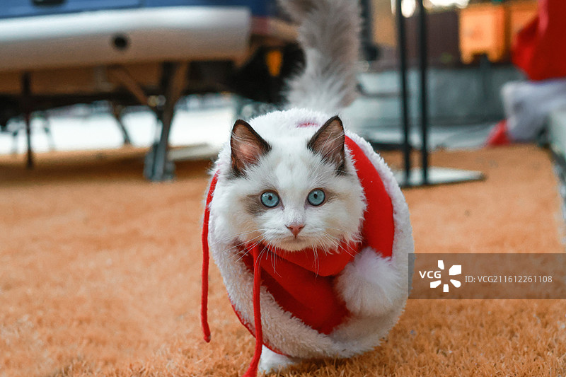 穿圣诞装的可爱猫咪图片素材