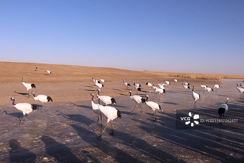齐齐哈尔扎龙自然保护区冬季的一群丹顶鹤-中国雪地丹顶鹤生态摄影图片素材