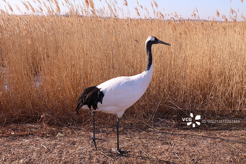 齐齐哈尔扎龙自然保护区冬季的丹顶鹤特写-中国雪地丹顶鹤生态摄影图片素材