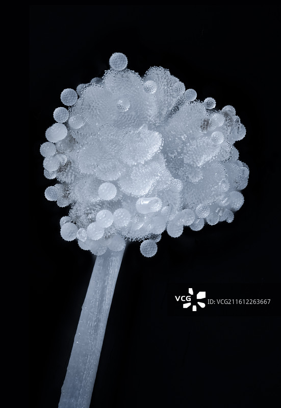 牵牛花雄蕊上的花粉图片素材