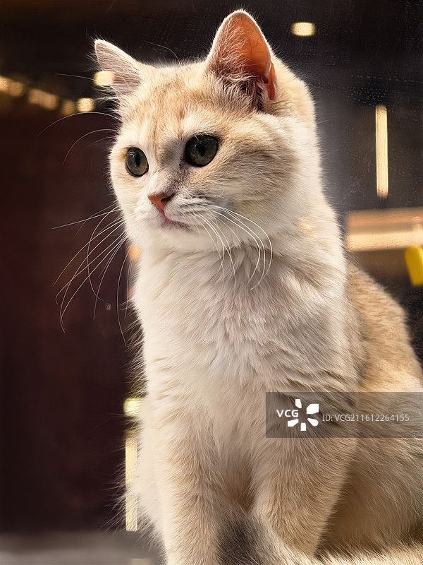 宠物猫特写图片素材