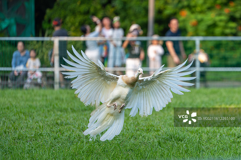 飞翔的白孔雀-鸟纲鸡形目雉科鸟类图片素材