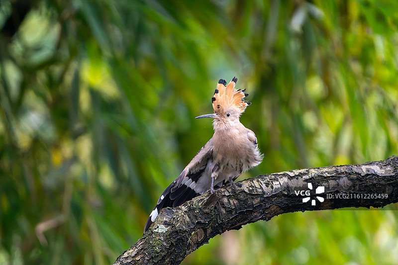 戴胜展翅图片素材