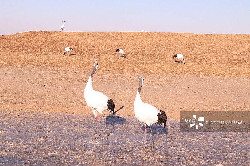 齐齐哈尔扎龙自然保护区冬季的丹顶鹤鸣叫-中国雪地丹顶鹤生态摄影图片素材