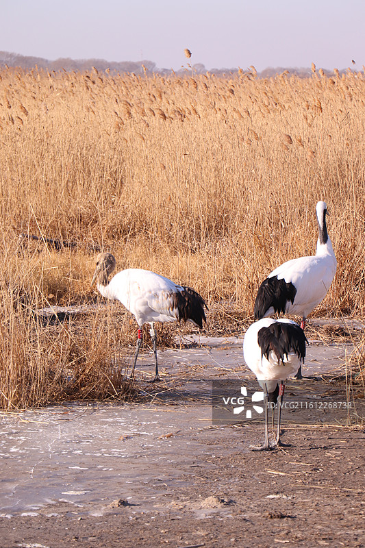 齐齐哈尔扎龙自然保护区冬季的一群丹顶鹤-中国雪地丹顶鹤生态摄影图片素材