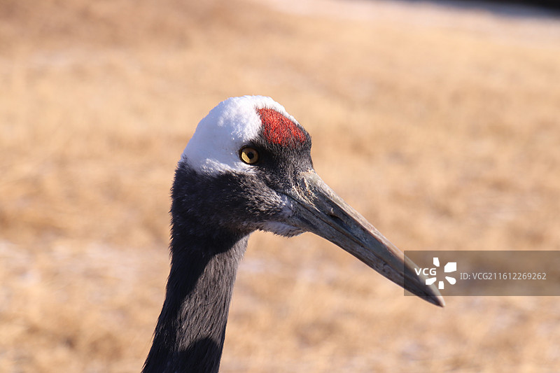 齐齐哈尔扎龙自然保护区冬季的丹顶鹤头部特写-中国雪地丹顶鹤生态摄影图片素材
