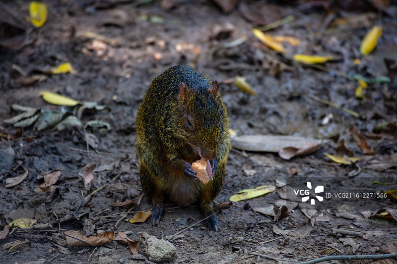 刺豚鼠进食图片素材
