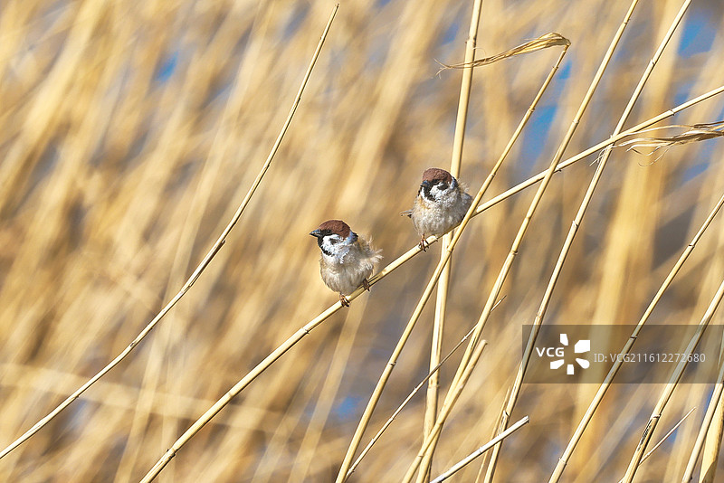 户外自然野生鸟类麻雀特写图片素材