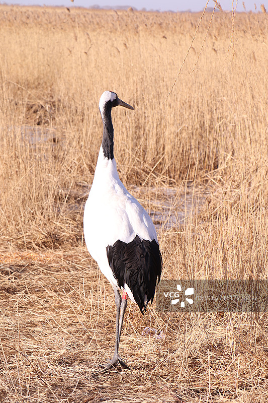 齐齐哈尔扎龙自然保护区冬季的丹顶鹤特写-中国雪地丹顶鹤生态摄影图片素材