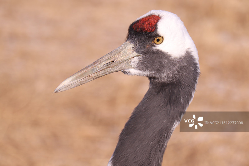 齐齐哈尔扎龙自然保护区冬季的丹顶鹤头部特写-中国雪地丹顶鹤生态摄影图片素材