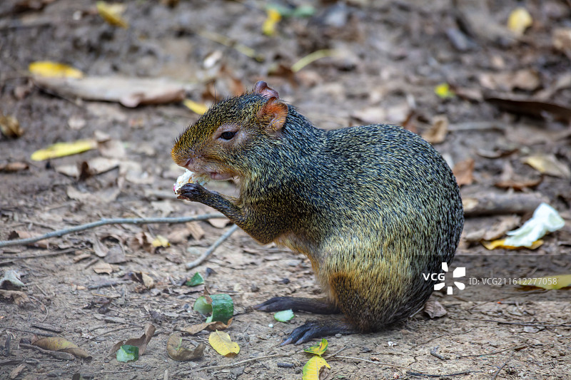 刺豚鼠进食图片素材