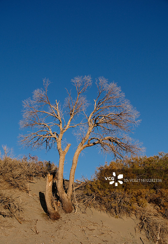 内蒙古阿拉善盟额济纳旗蓝天河流胡杨枯树芦苇图片素材