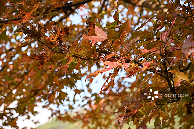 广州从化丹枫廊桥红叶枫叶秋景图片素材