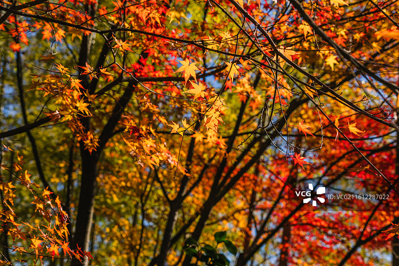 日本 红叶 寺庙 古建筑 岚山图片素材