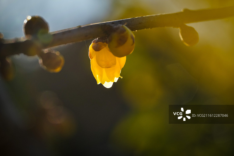 明孝陵腊梅初开特写图片素材